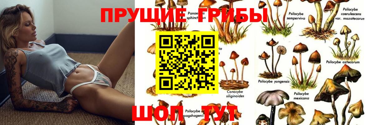 Псилоцибиновые грибы Psilocybine cubensis Юрга